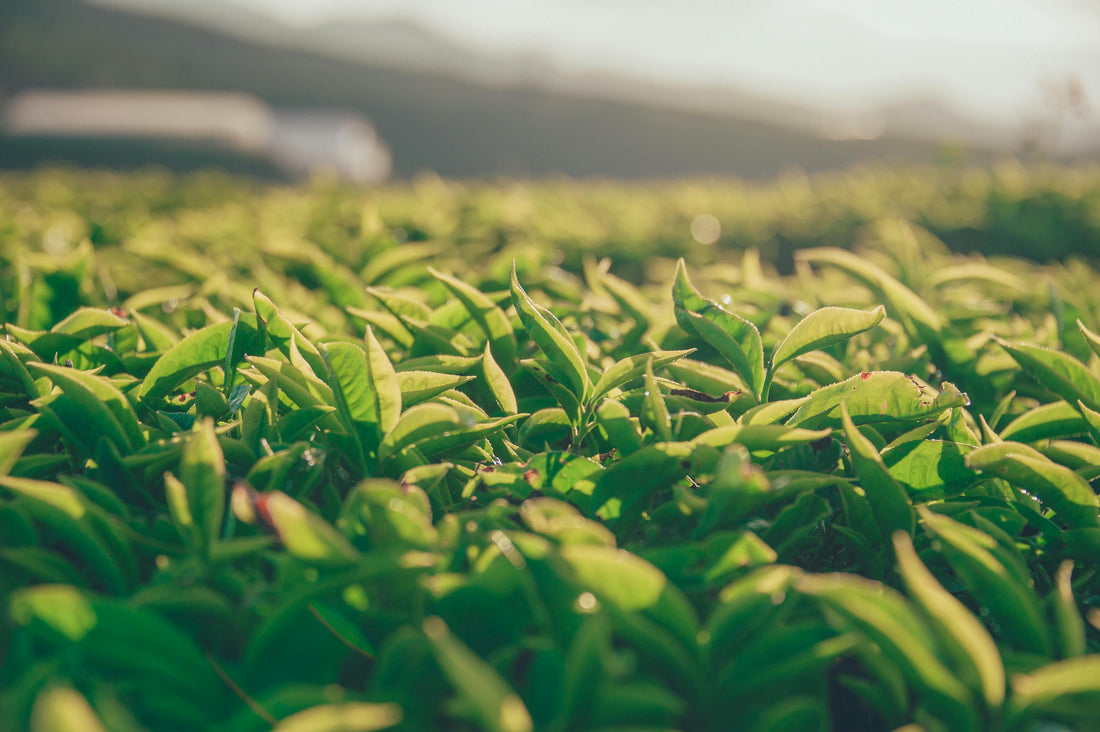 The Growing Demand for Matcha in Southeast Asia