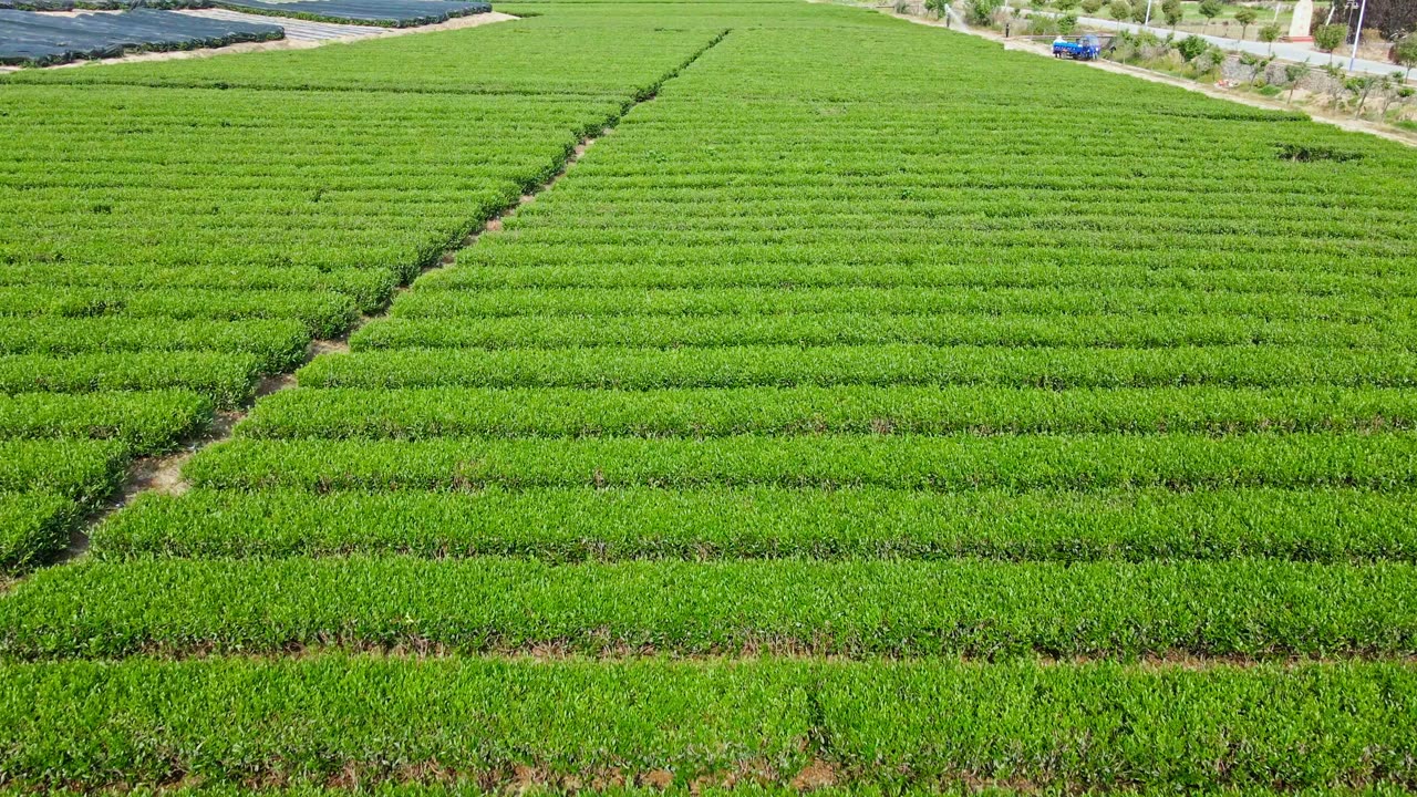 Tea fields behind Forest Cloud matcha sourcing