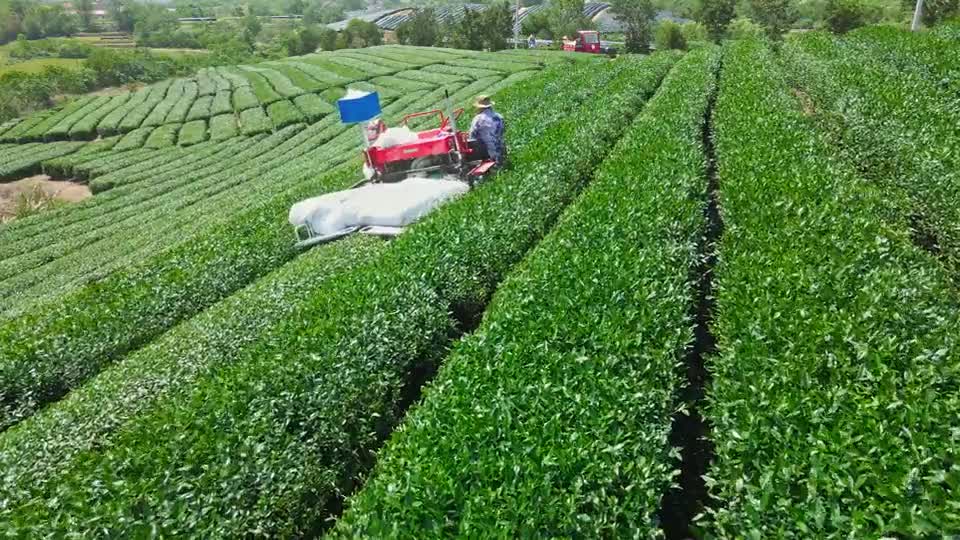 Tea fields used in Forest Cloud matcha sourcing
